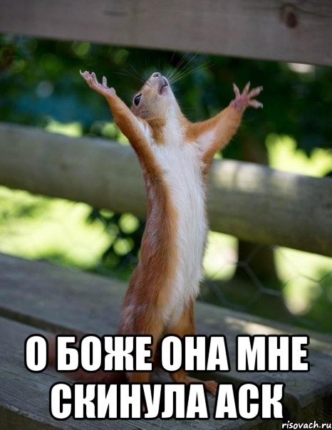 о боже она мне скинула аск, Мем    белка молится