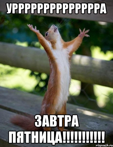 урррррррррррррра завтра пятница!!!!!!!!!!!, Мем    белка молится