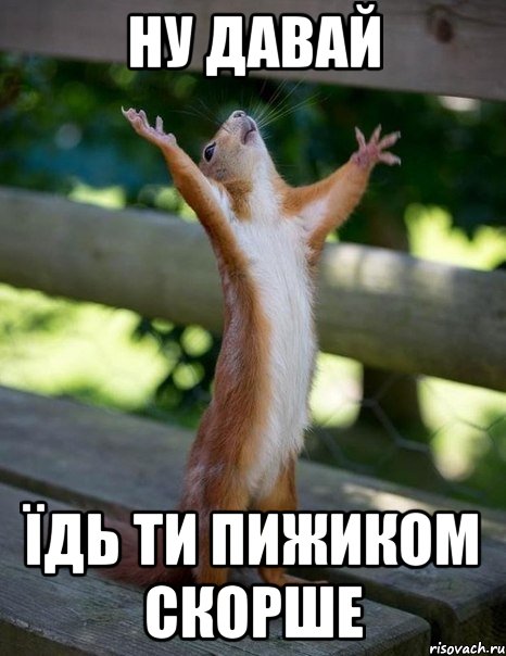 ну давай їдь ти пижиком скорше, Мем    белка молится