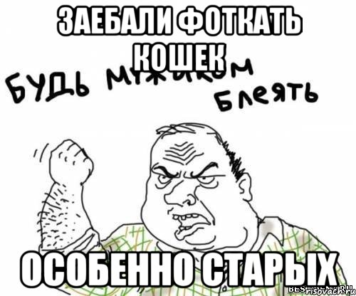 Заебали фоткать кошек Особенно старых