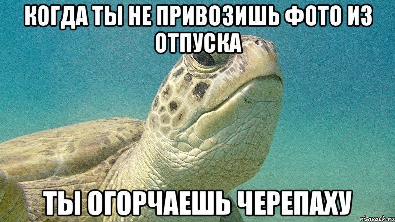 когда ты не привозишь фото из отпуска ты огорчаешь черепаху
