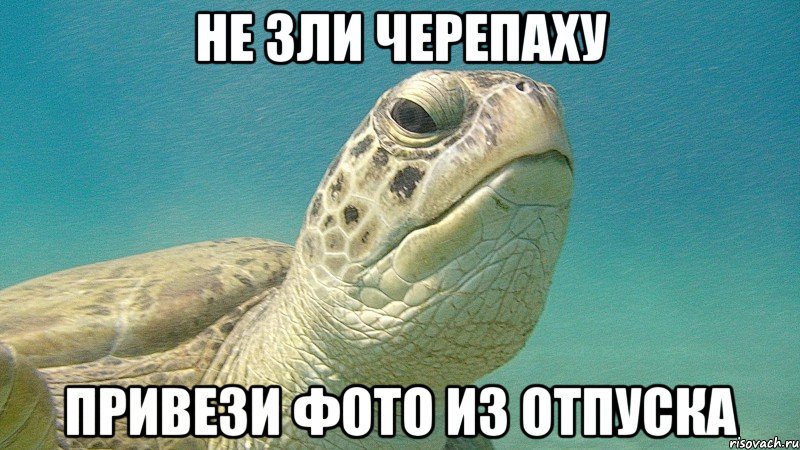 не зли черепаху привези фото из отпуска