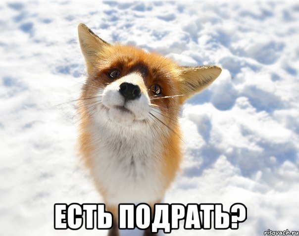  есть подрать?, Мем цйуу