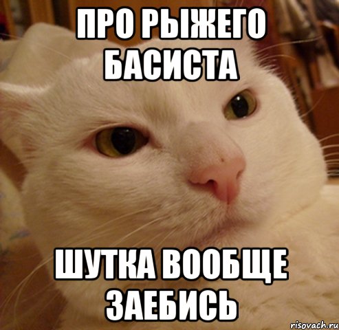 про рыжего басиста шутка вообще заебись, Мем Дерзкий котэ