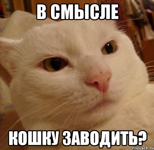 в смысле кошку заводить?, Мем Дерзкий котэ