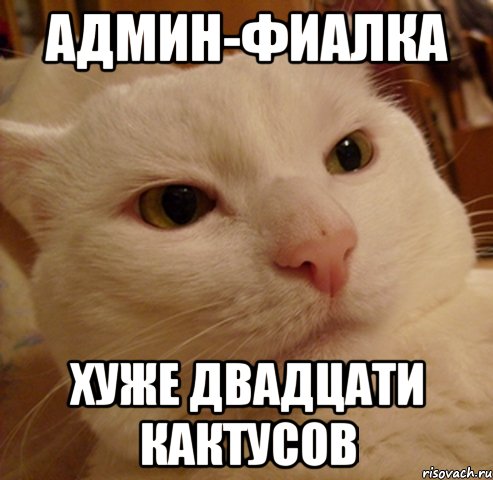 админ-фиалка хуже двадцати кактусов
