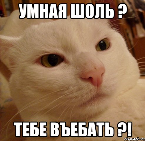 умная шоль ? тебе въебать ?!