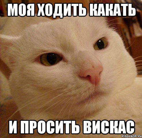 моя ходить какать и просить вискас