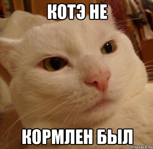 котэ не кормлен был