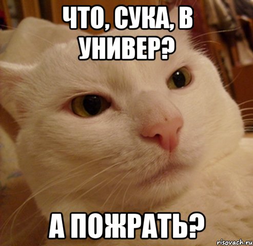 что, сука, в универ? а пожрать?