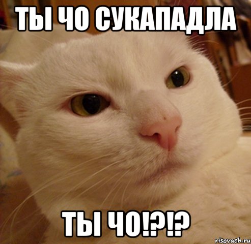 ты чо сукападла ты чо!?!?