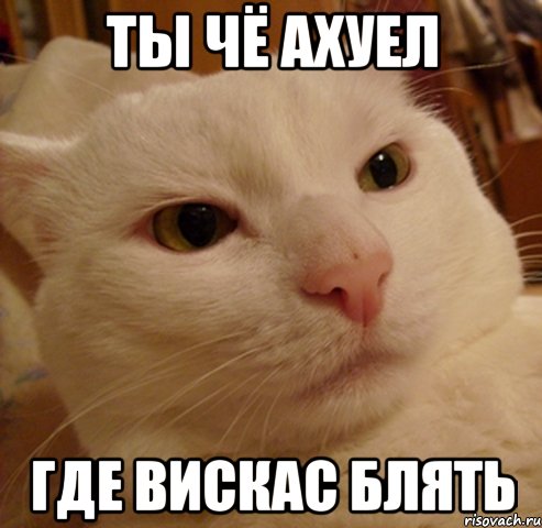 ты чё ахуел где вискас блять