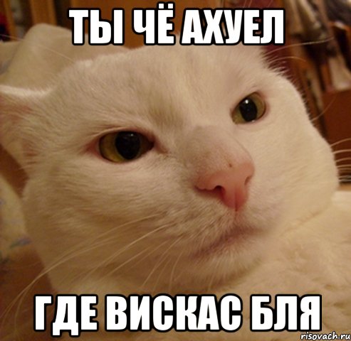 ты чё ахуел где вискас бля
