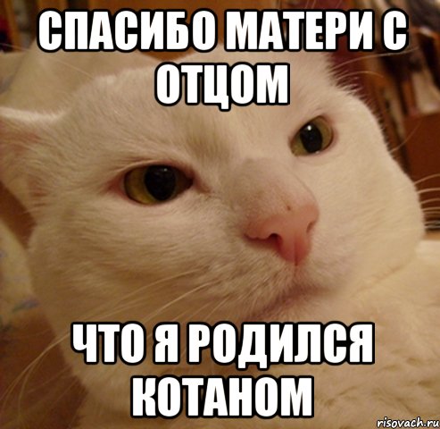 спасибо матери с отцом что я родился котаном