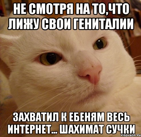 не смотря на то,что лижу свои гениталии захватил к ебеням весь интернет... шахимат сучки