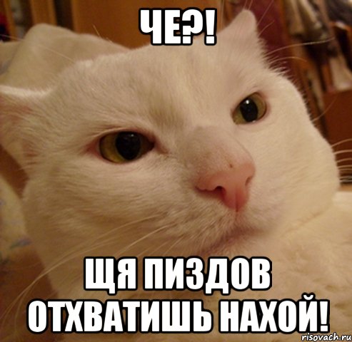 че?! щя пиздов отхватишь нахой!