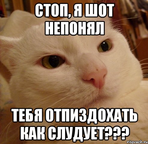 СТОП, Я ШОТ НЕПОНЯЛ ТЕБЯ ОТПИЗДОХАТЬ КАК СЛУДУЕТ???, Мем Дерзкий котэ
