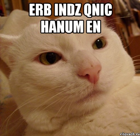 ERB INDZ QNIC HANUM EN , Мем Дерзкий котэ