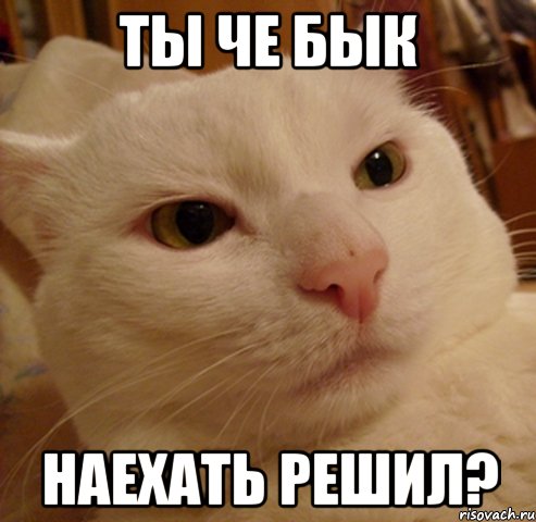 Ты че бык Наехать решил?