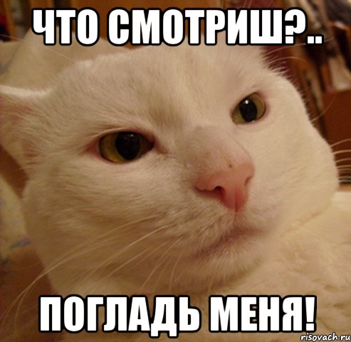 что смотриш?.. погладь меня!