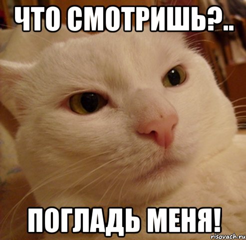 что смотришь?.. погладь меня!
