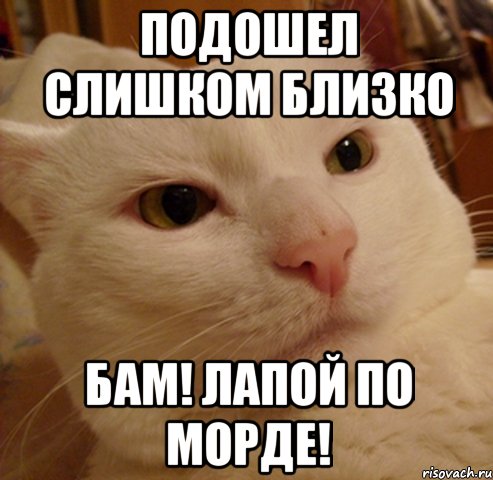 подошел слишком близко бам! лапой по морде!