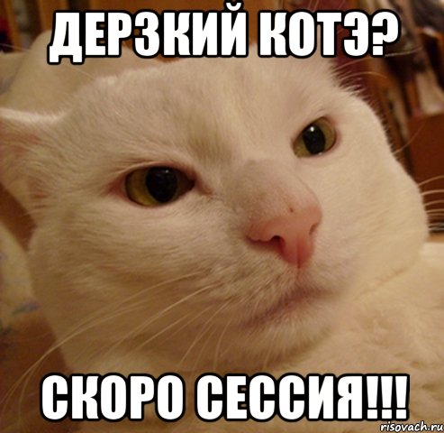 дерзкий котэ? скоро сессия!!!