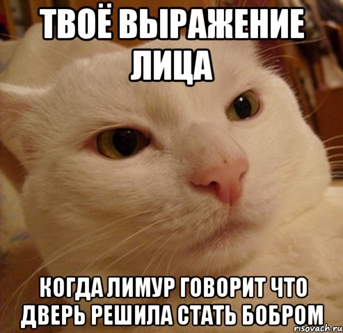твоё выражение лица когда лимур говорит что дверь решила стать бобром