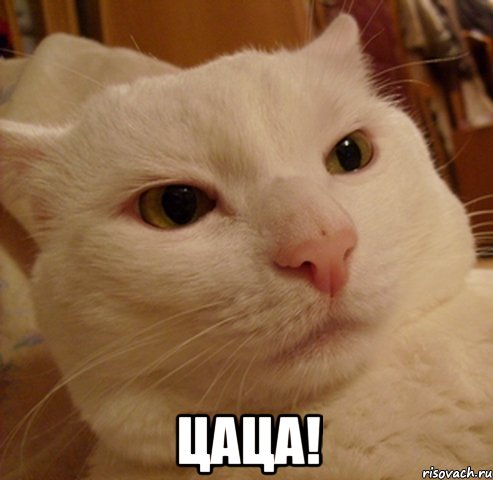  Цаца!