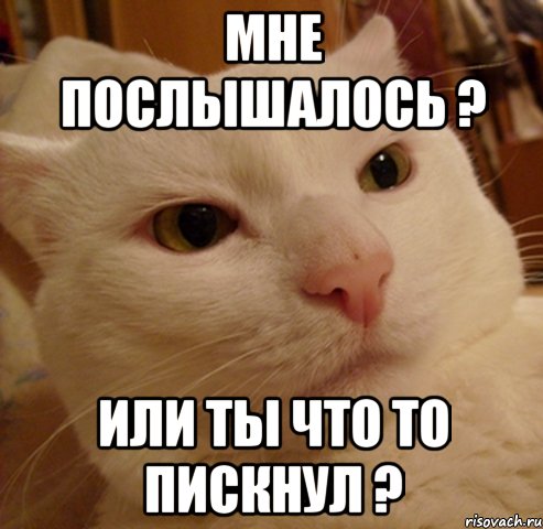 мне послышалось ? или ты что то пискнул ?