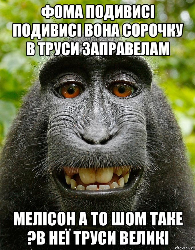 фома подивисі подивисі вона сорочку в труси заправелам мелісон а то шом таке ?в неї труси великі, Мем  Довольная обезьяна