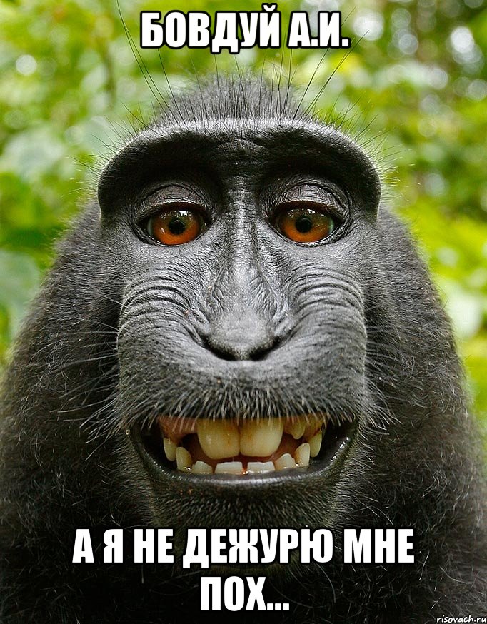 бовдуй а.и. а я не дежурю мне пох..., Мем  Довольная обезьяна