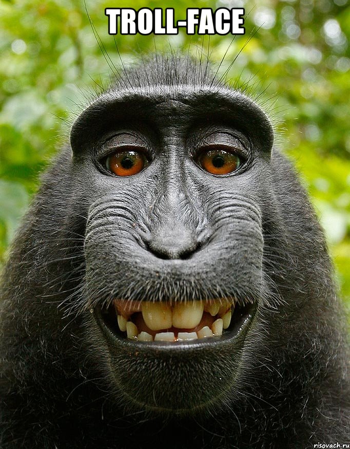 troll-face , Мем  Довольная обезьяна