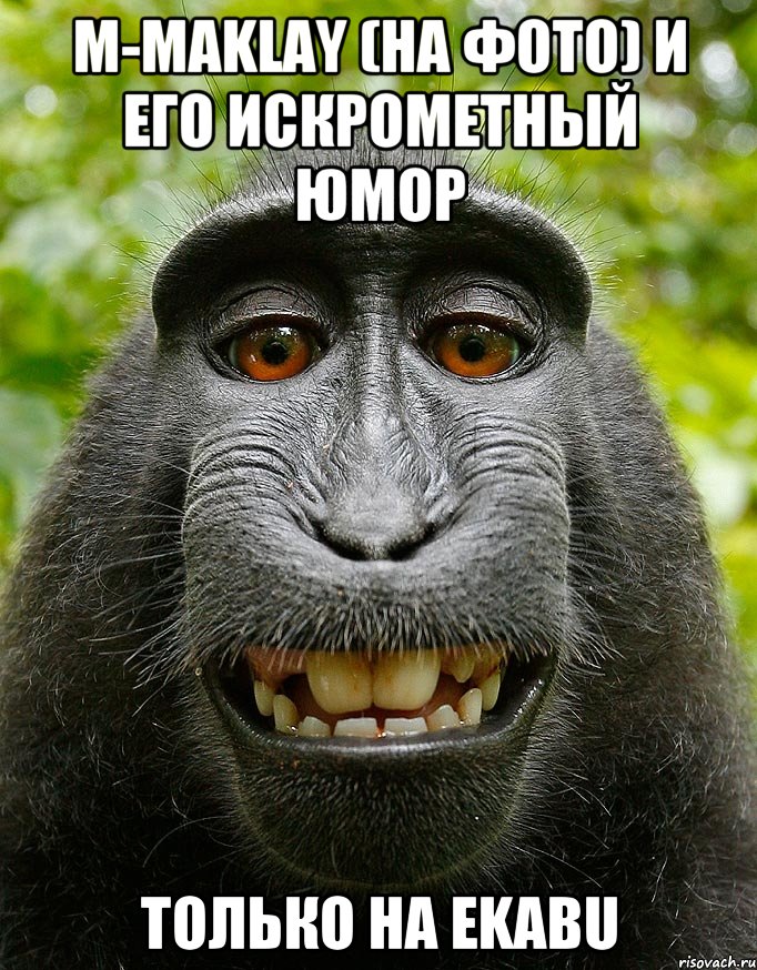 m-maklay (на фото) и его искрометный юмор только на ekabu, Мем  Довольная обезьяна
