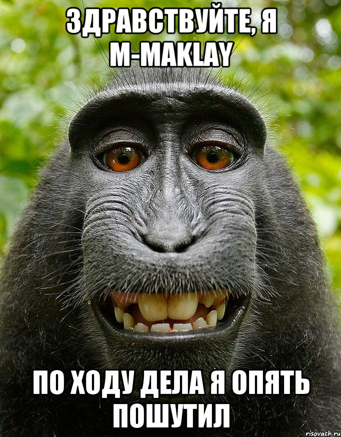 здравствуйте, я m-maklay по ходу дела я опять пошутил, Мем  Довольная обезьяна