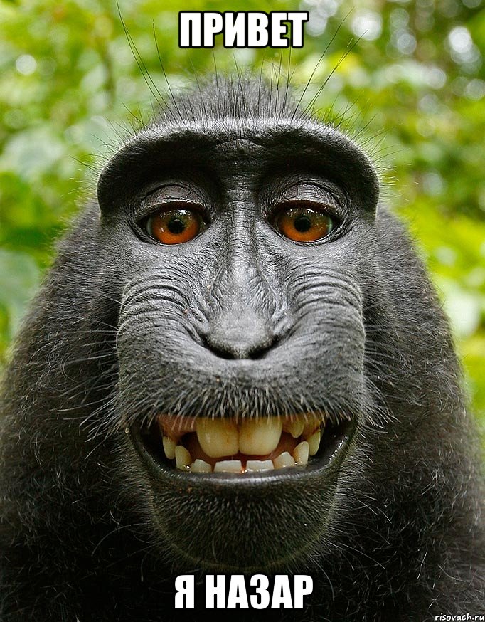 Привет Я Назар, Мем  Довольная обезьяна