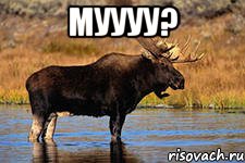 муууу? , Мем это лось лойсни лося