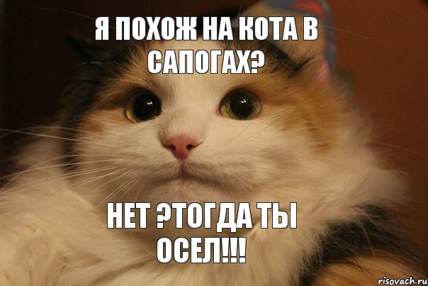 Я похож на кота в сапогах? Нет ?тогда ты осел!!!, Мем  Кот в недоразумении