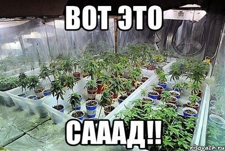 вот это сааад!!, Мем ganja