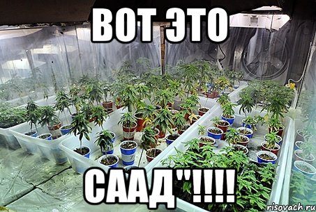 вот это саад"!!!, Мем ganja