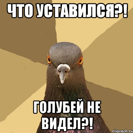 Мемы про Наташу голубя
