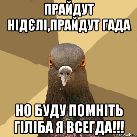 прайдут нідєлі,прайдут гада но буду помніть гіліба я всегда!!!, Мем голубь