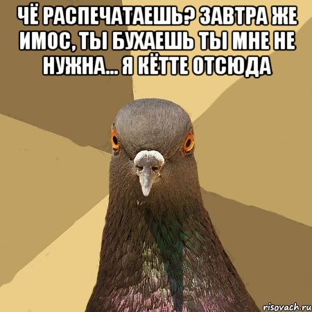 чё распечатаешь? завтра же имос, ты бухаешь ты мне не нужна... я кётте отсюда , Мем голубь