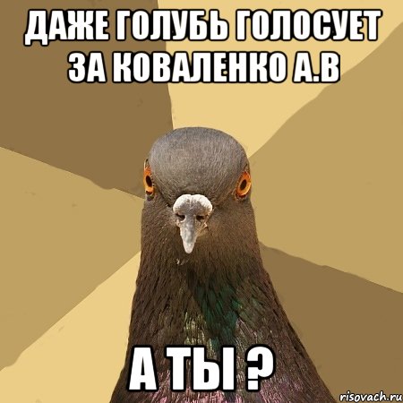 даже голубь голосует за Коваленко А.В а ты ?, Мем голубь