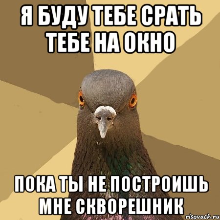 я буду тебе срать тебе на окно пока ты не построишь мне скворешник, Мем голубь