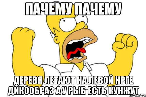 пачему пачему деревя летают на левой нрге дикообраз а у рыб есть кунжут