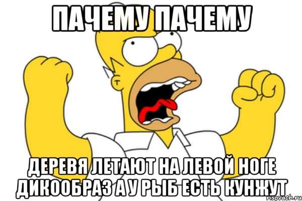 пачему пачему деревя летают на левой ноге дикообраз а у рыб есть кунжут, Мем Разъяренный Гомер