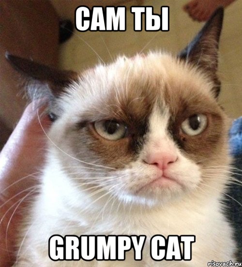 сам ты grumpy cat
