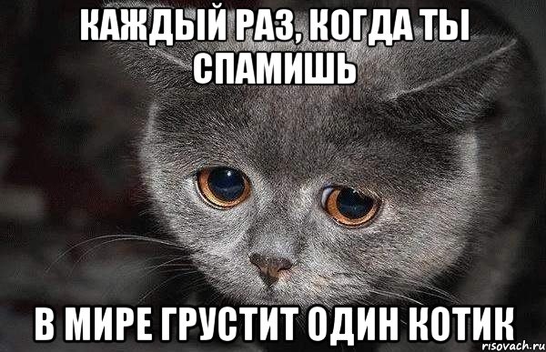 Каждый раз, когда ты спамишь в мире грустит один котик, Мем  Грустный кот