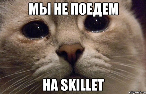 мы не поедем на Skillet, Мем   В мире грустит один котик